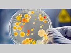 食品微生物检测要求汇总，条条经典！