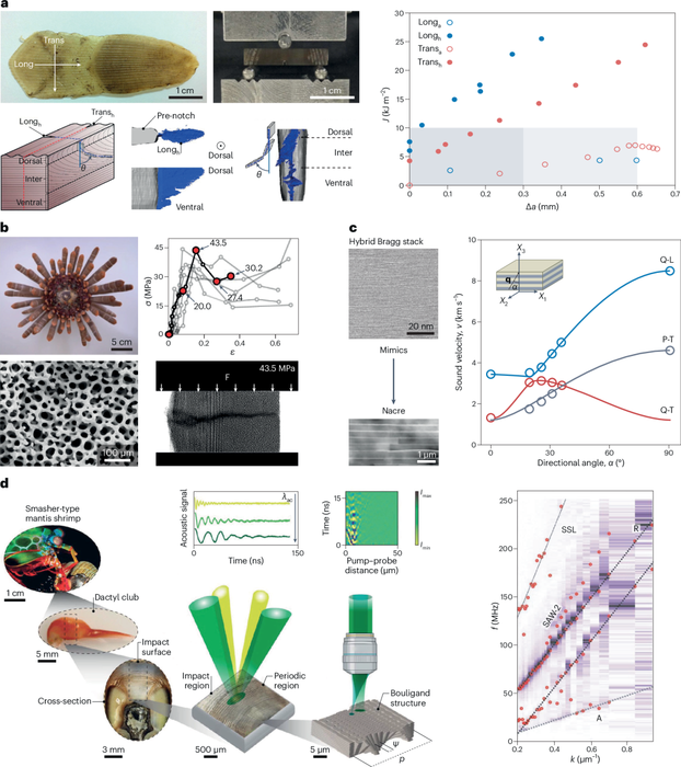 Fig. 2: In situ micromechanical characterization of biological and bio-inspired materials.