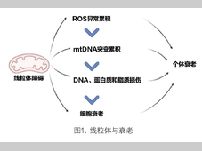 盘点当前线粒体的检测技术，你知道哪个？