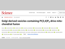 Science | 高尔基体竟能“指挥”线粒体融合，一种新的细胞器通讯机制被揭示