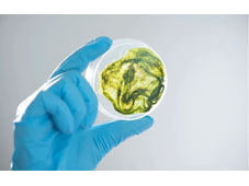 海藻生物燃料：替代化石燃料的可持续选择