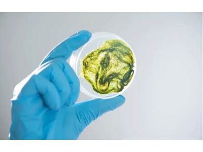 海藻生物燃料：替代化石燃料的可持续选择