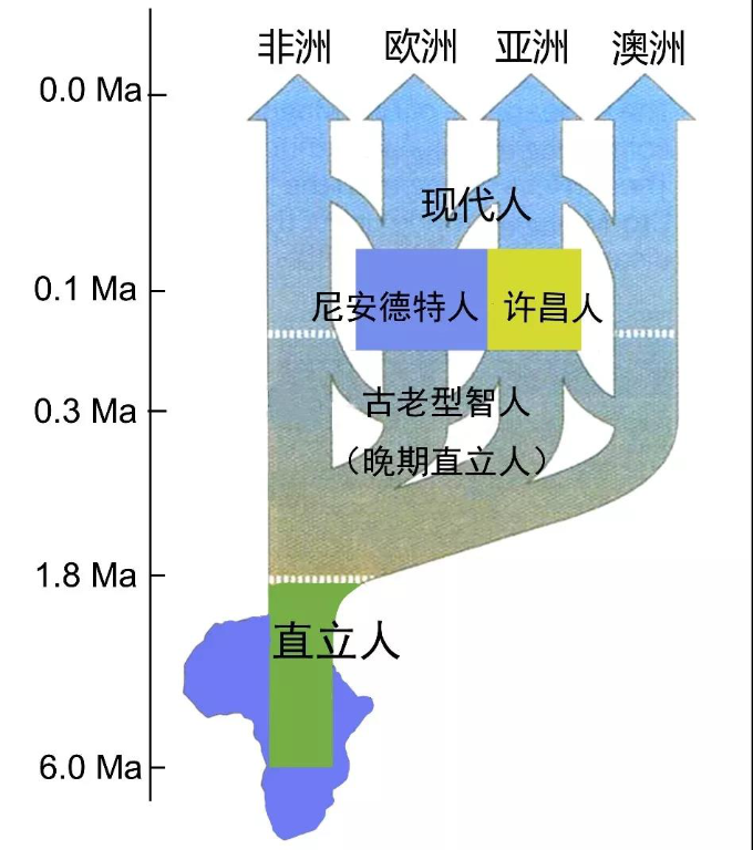 许昌人在现代人进化中的位置