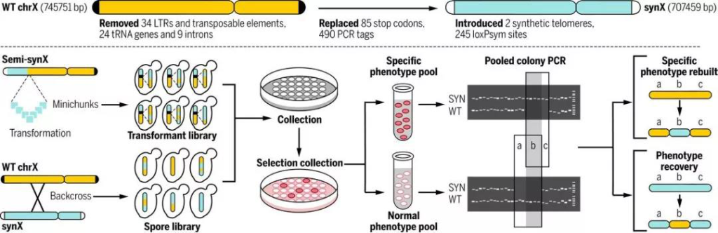 酿酒酵母长染色体的精准定制合成