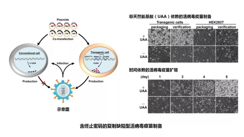 病毒直接转化为活疫苗及治疗性药物